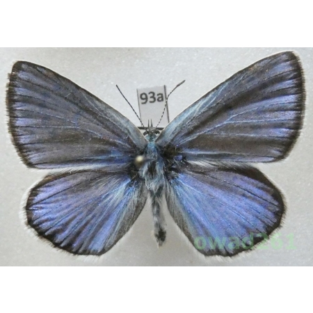 Polyommatus dorylas (Denis & Schiffermüller, 1775) male Modraszek dorylas Bulgaria93a